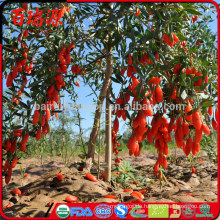 Goji Frucht profitiert von der Goji Beere und der Goji Beere